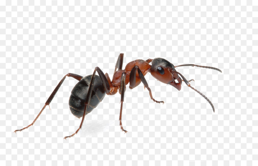 Black garden ant Tapinoma sessile Pest Control - ants vector png download - 849*565 - Free Transparent Ant png Download.