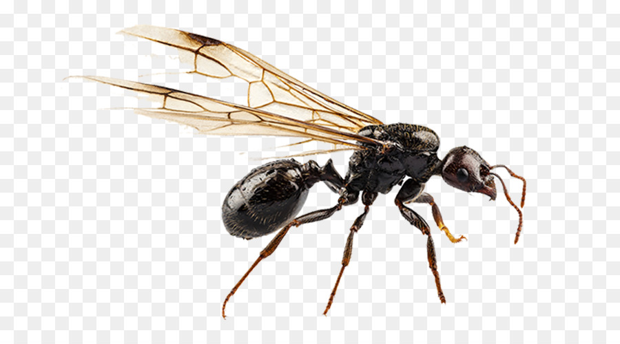 Black garden ant Nuptial flight Pterygota Termite - ant transparent png download - 750*500 - Free Transparent Ant png Download.