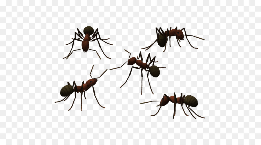 Ant Photography - Tatu long antennae ants png download - 600*500 - Free Transparent Ant png Download.