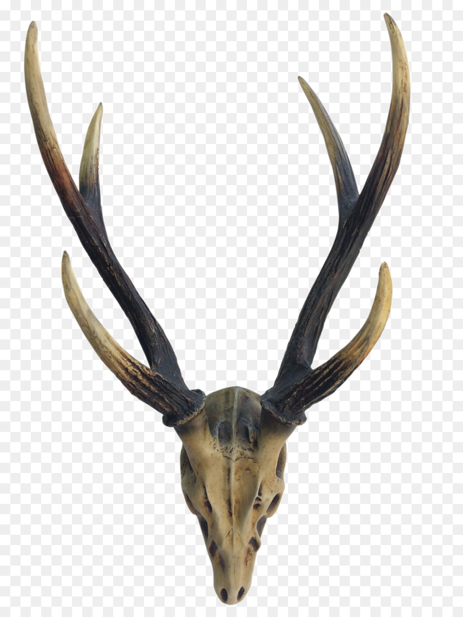 Elk Deer Horn Antler Image - deer png download - 2448*3264 - Free Transparent Elk png Download.