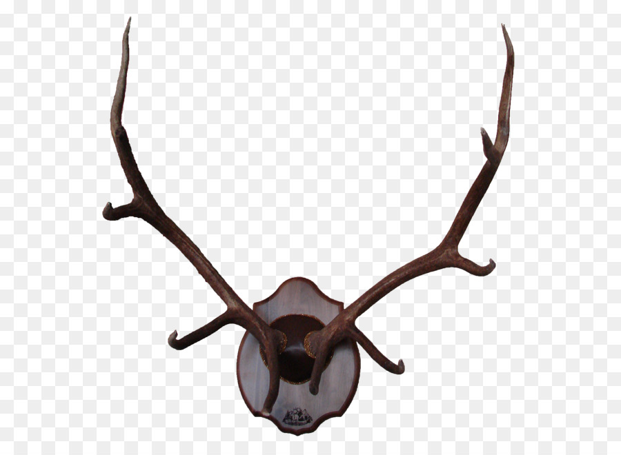 Reindeer Elk Antler Moose - deer antlers png download - 633*650 - Free Transparent Deer png Download.