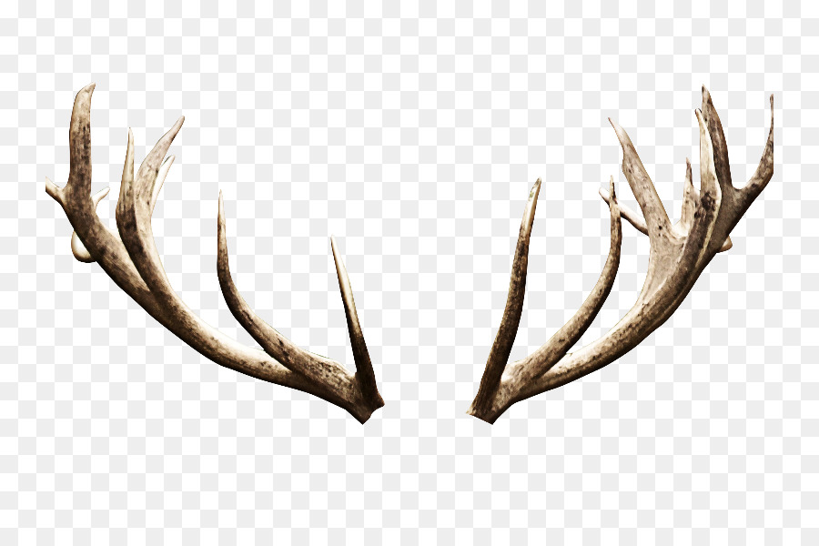 Antler Deer Image editing - deer png download - 800*600 - Free Transparent Antler png Download.