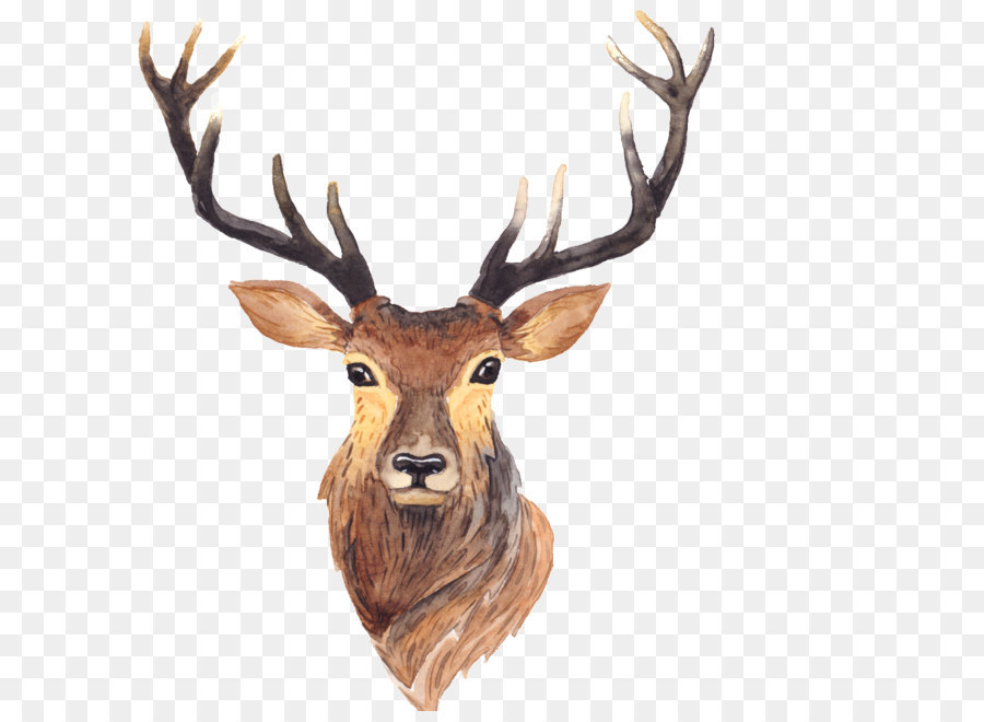 Red deer Moose Antler Painting - Antlers png download - 1024*1024 - Free Transparent Deer png Download.