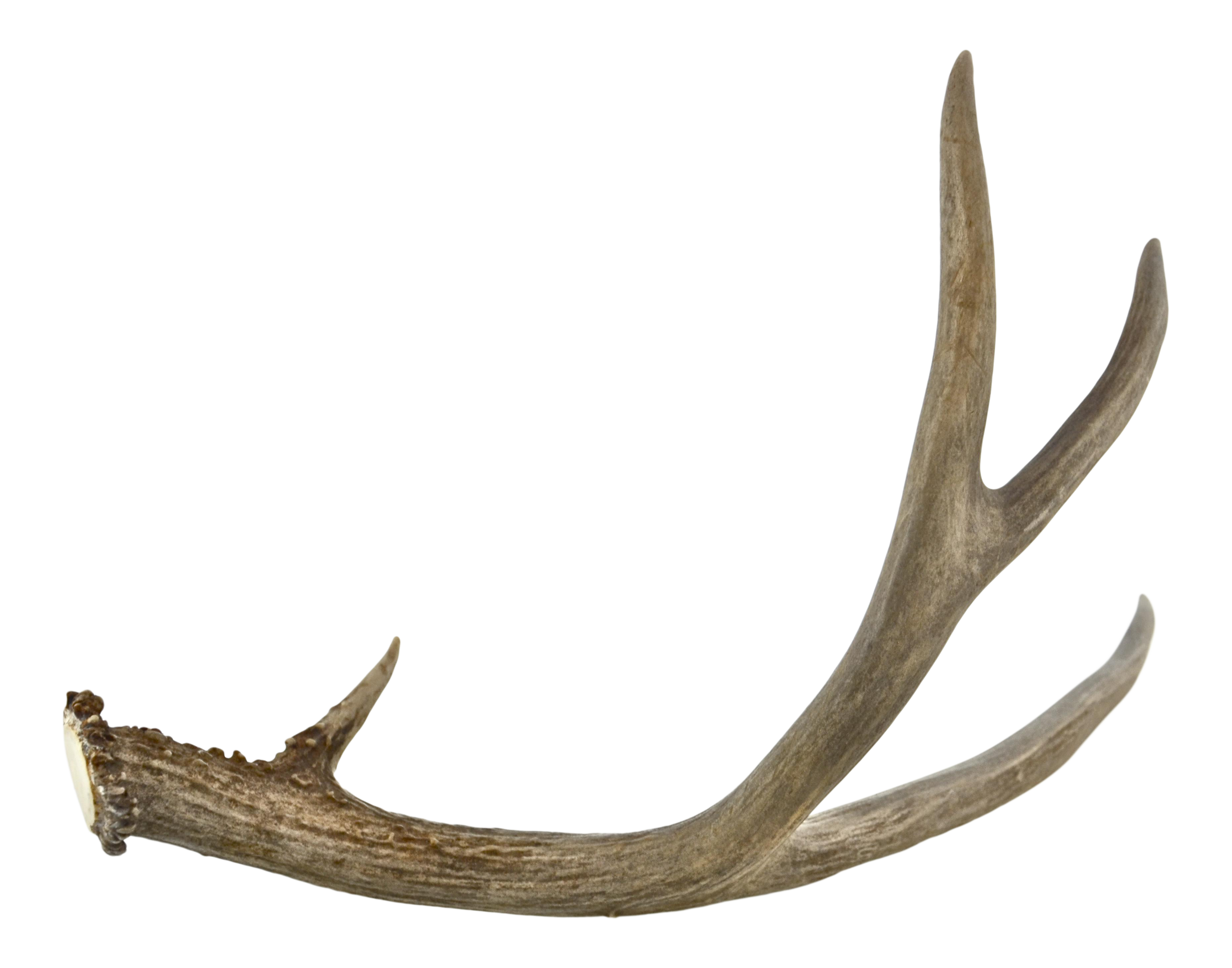 Deer Antler Png Picture Antlers Free Transparent Png Images Pngaaa ...