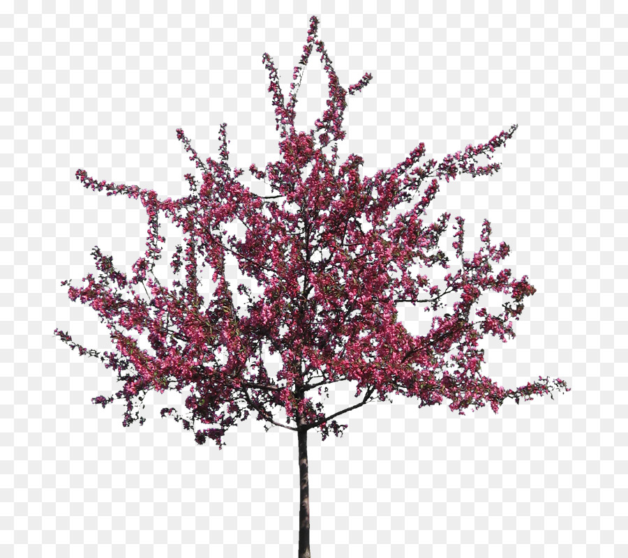 Tree Silhouette Clip art - sakura tree png download - 800*800 - Free Transparent Tree png Download.