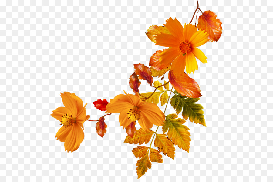 Flower Autumn Clip art - orange flowers png download - 600*590 - Free Transparent Flower png Download.