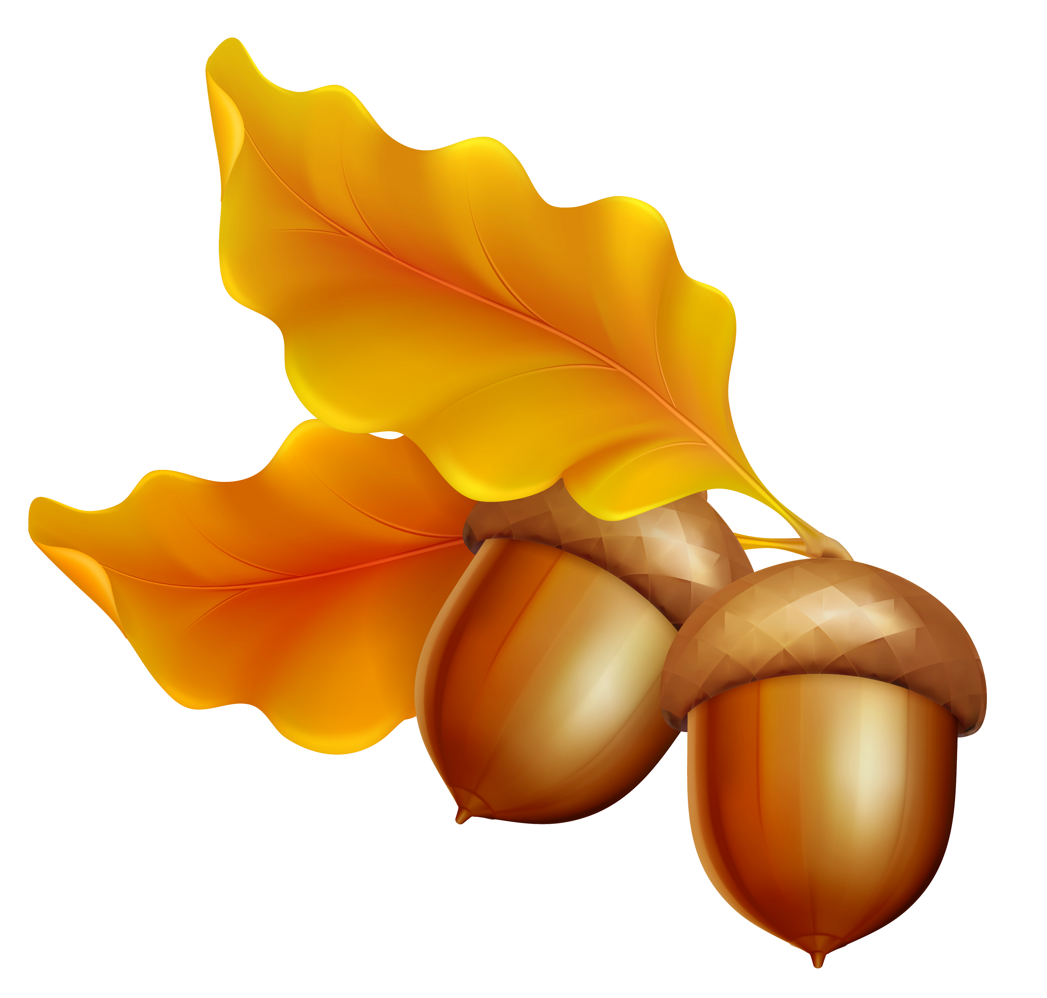 acorns with leaves clipart
