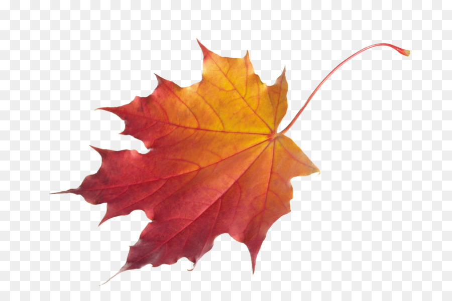 Autumn leaf color Clip art - Maple Leaf png download - 4500*3000 - Free Transparent Autumn Leaf Color png Download.