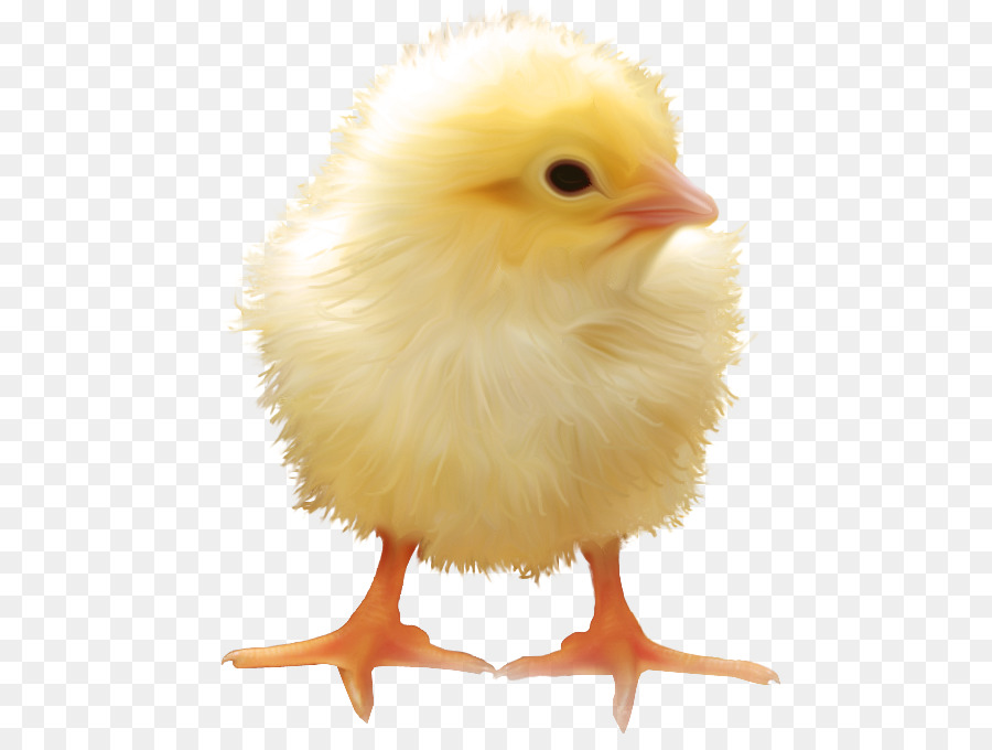 Yellow-hair chicken - Yellow chick png download - 519*666 - Free Transparent Yellowhair Chicken png Download.