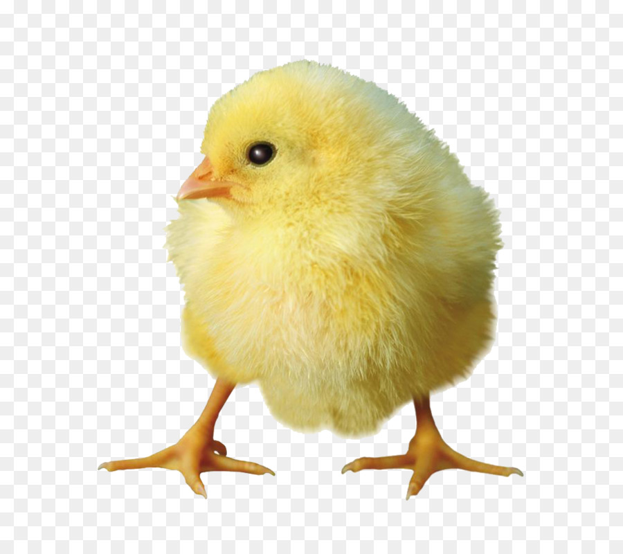 Chicken - Yellow chick png download - 1024*902 - Free Transparent Chicken png Download.