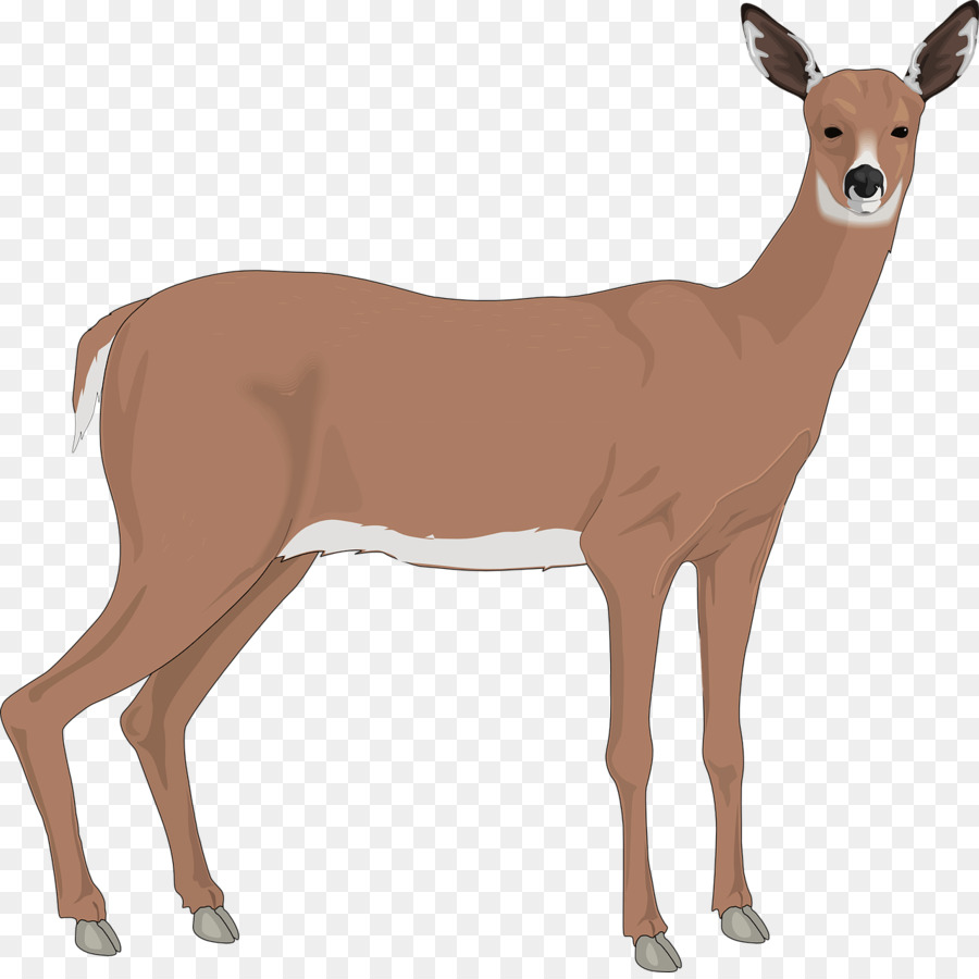 The White-tailed Deer Reindeer Clip art - Baby deer png download - 1280*1272 - Free Transparent Deer png Download.