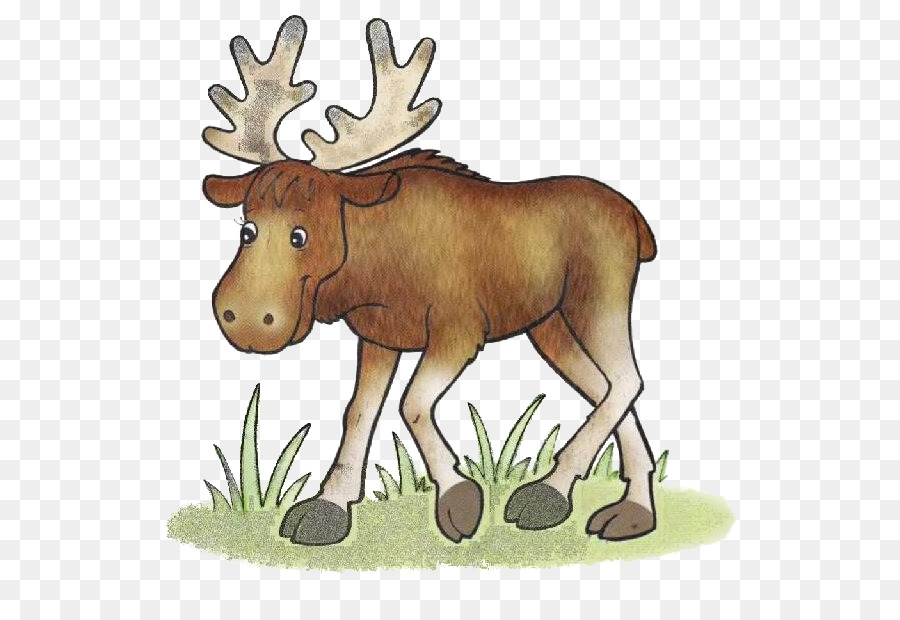 Moose Reindeer Forest Clip art - Reindeer png download - 602*606 - Free Transparent Moose png Download.