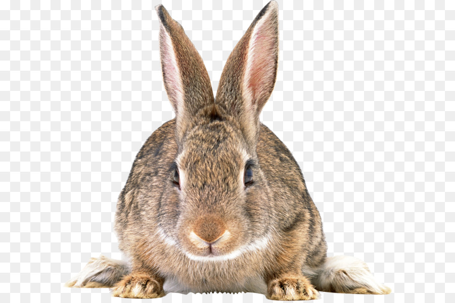 Easter Bunny Rabbit Hare - Gray rabbit PNG image png download - 1814*1664 - Free Transparent Easter Bunny png Download.
