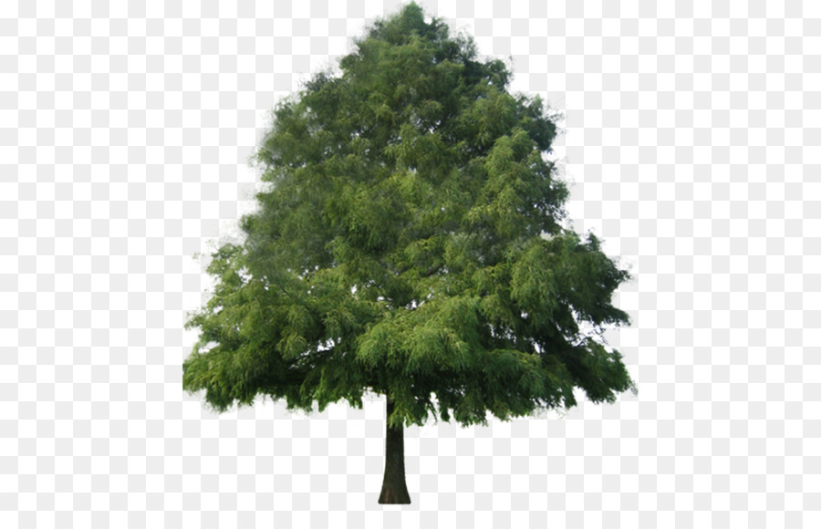 Tree - tree png download - 500*570 - Free Transparent Tree png Download.