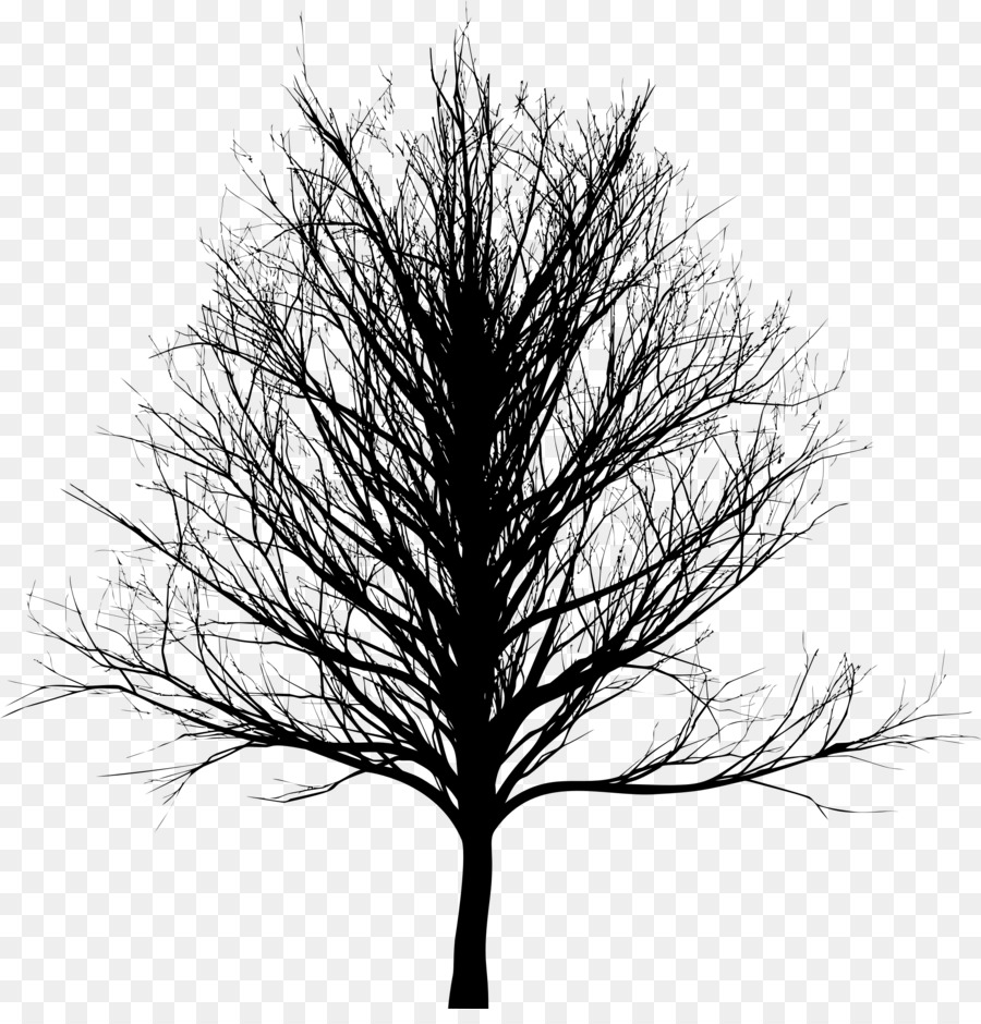 Tree Bald cypress Oak - tree silhouette png download - 2234*2298 - Free Transparent Tree png Download.