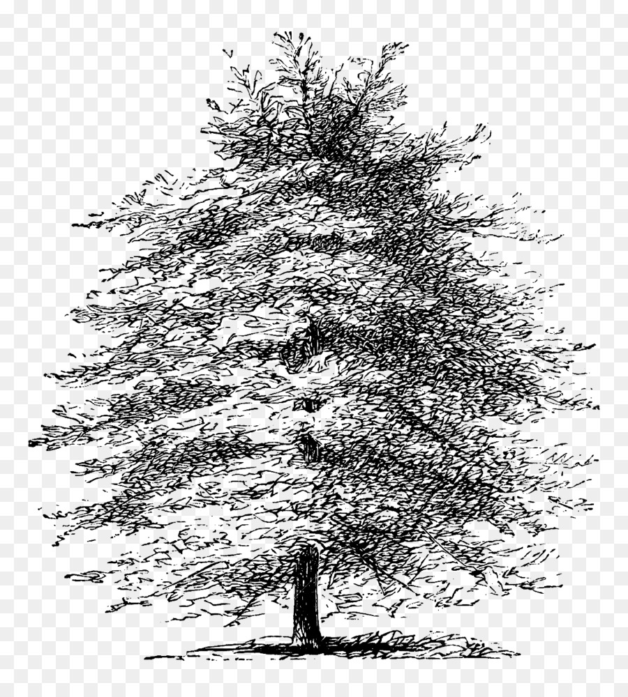 Mediterranean cypress Tree Pine Etching Drawing - chinese pine and cypress png download - 1178*1300 - Free Transparent Mediterranean Cypress png Download.
