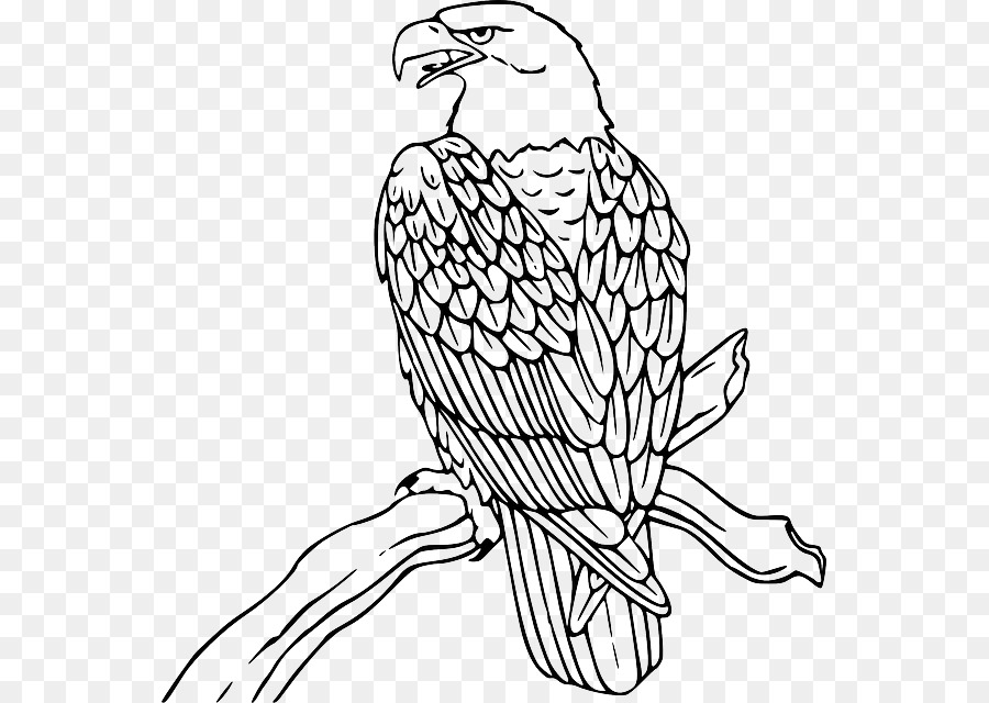 Bald Eagle Philippine Eagle Clip art - Outline Of Eagle png download - 605*640 - Free Transparent Eagle png Download.