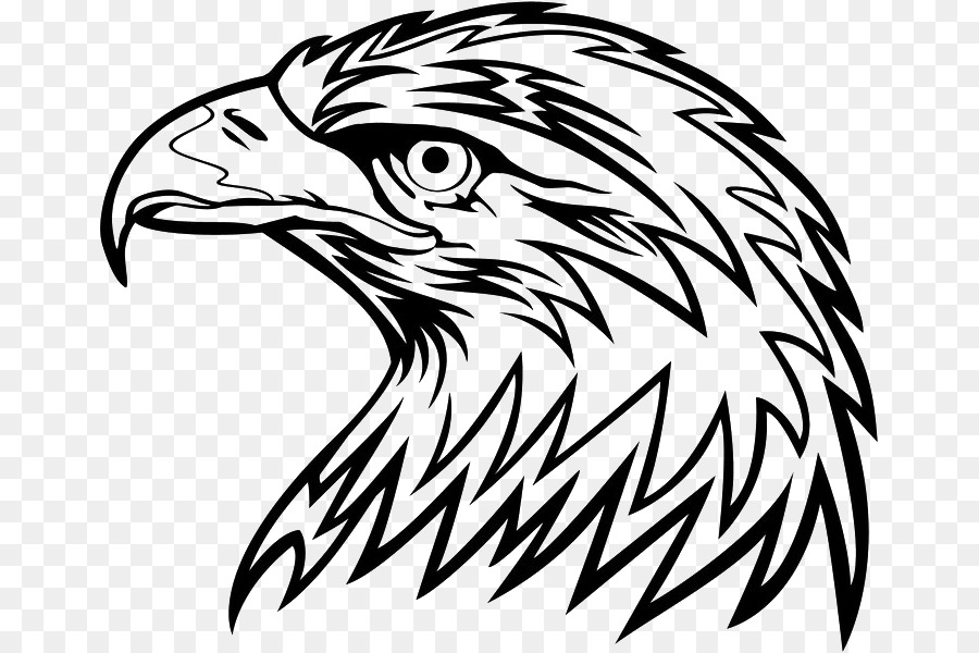 Bald Eagle Bird Clip art - Bird png download - 715*600 - Free Transparent Bald Eagle png Download.