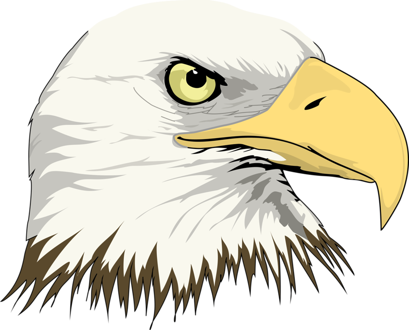 Bald Eagle Drawing Clip art - Eagle Head png download - 800*645 - Free ...