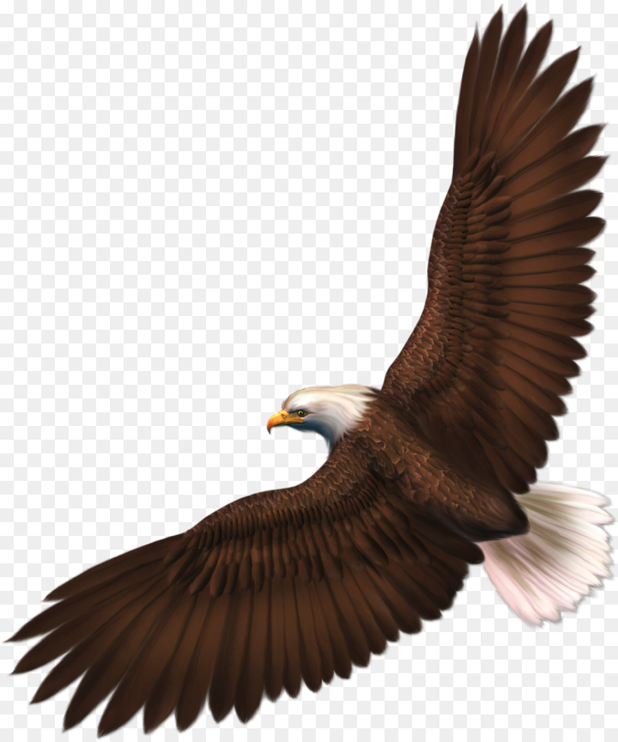 Bald Eagle Bird Silhouette Clip art - Bird png download - 1001*1200 - Free Transparent Bald Eagle png Download.