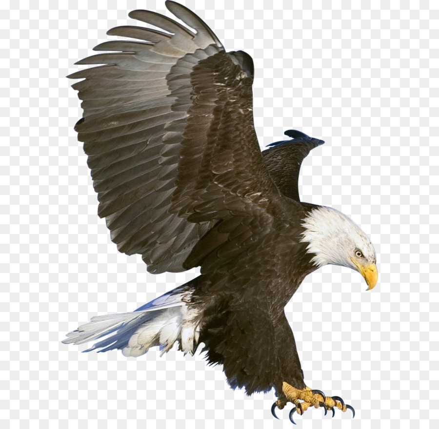Bald Eagle - Eagle PNG image, free download png download - 772*1035 - Free Transparent Bald Eagle png Download.