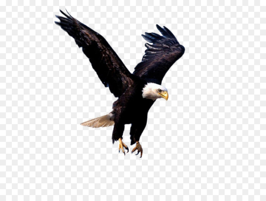 Bald Eagle Flight Bird - eagle png download - 1000*750 - Free Transparent Bald Eagle png Download.