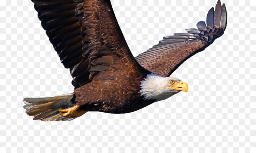 Bald Eagle Bird Desktop Wallpaper Common starling - Bird png download - 800*533 - Free Transparent Bald Eagle png Download.