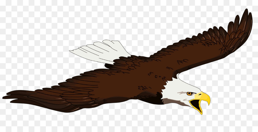 Bald eagle Bird Beak Clip art -  png download - 3407*1678 - Free Transparent Bald Eagle png Download.