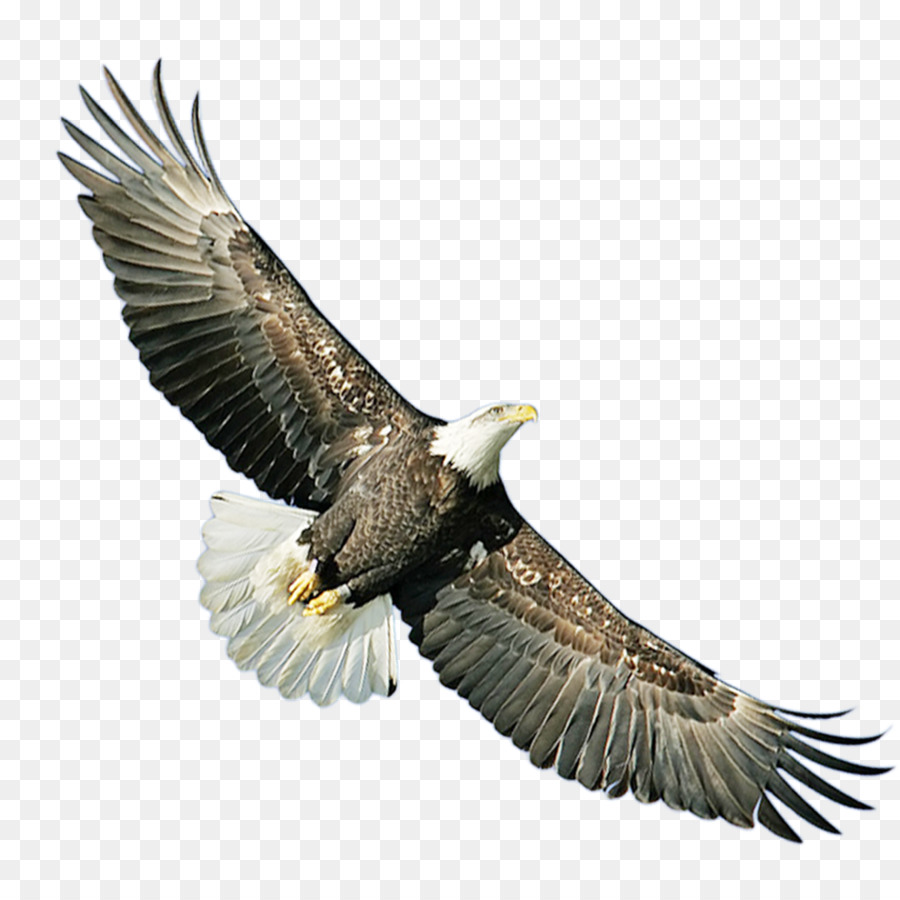 Bald Eagle Hawk Icon - eagle png download - 1417*1417 - Free Transparent Bald Eagle png Download.
