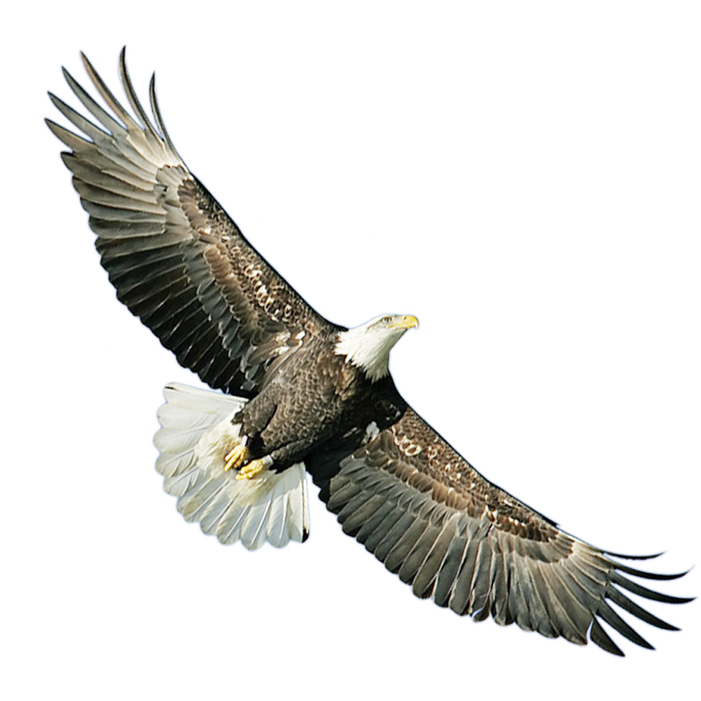 List 98+ Pictures Picture Of A Bald Eagle Stunning