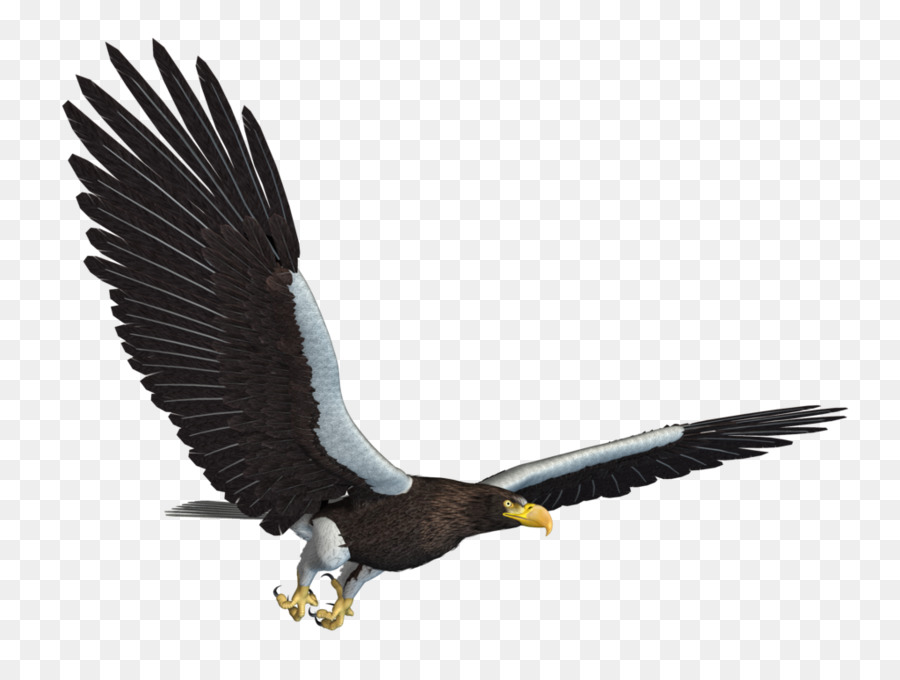 Bald Eagle Bird Flight - Sea Background png download - 1024*768 - Free Transparent Bald Eagle png Download.