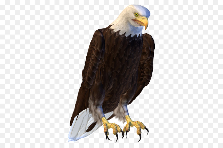 Bald Eagle Bird Hawk Buzzard - Bird png download - 600*590 - Free Transparent Bald Eagle png Download.