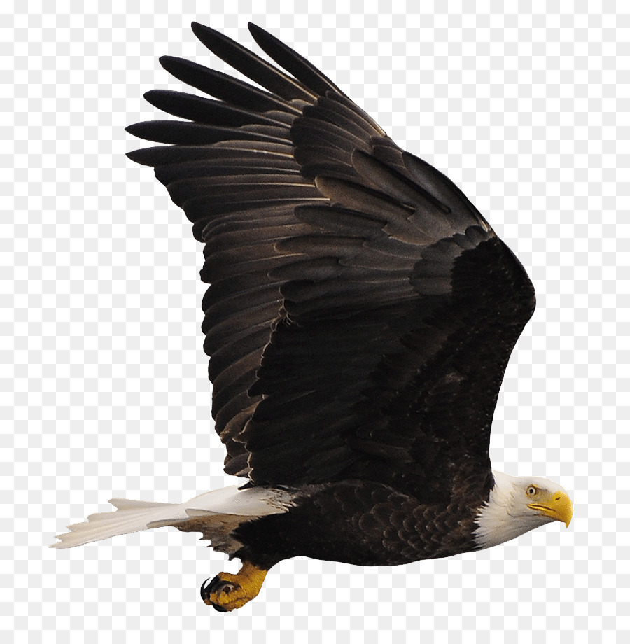 Bald Eagle Buzzard Hawk Vulture - eagle png download - 795*911 - Free Transparent Bald Eagle png Download.