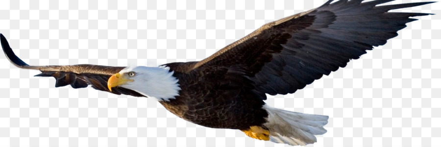 Bald eagle Portable Network Graphics Eagle Ridge Realty Transparency - eagle png download - 1500*500 - Free Transparent Bald Eagle png Download.