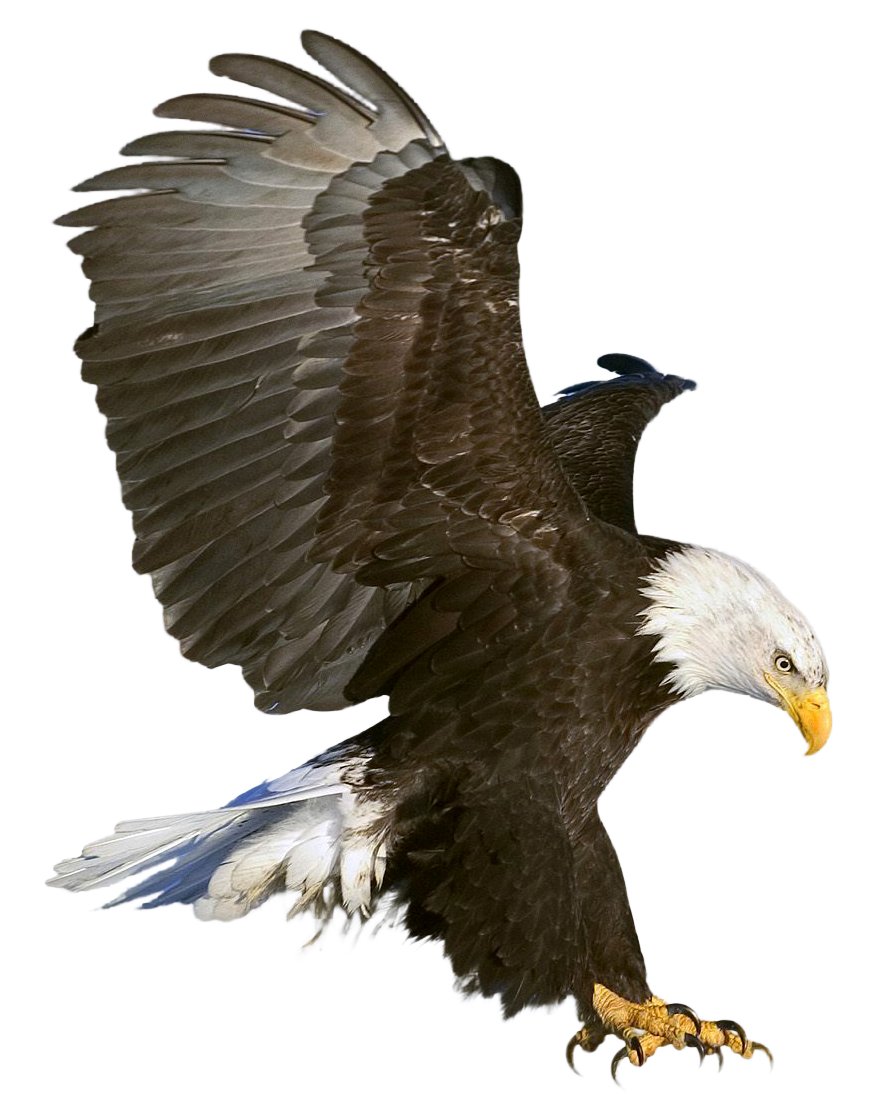 Bald Eagle Clip Art Eagle Transparent Png Clipart Pic - vrogue.co