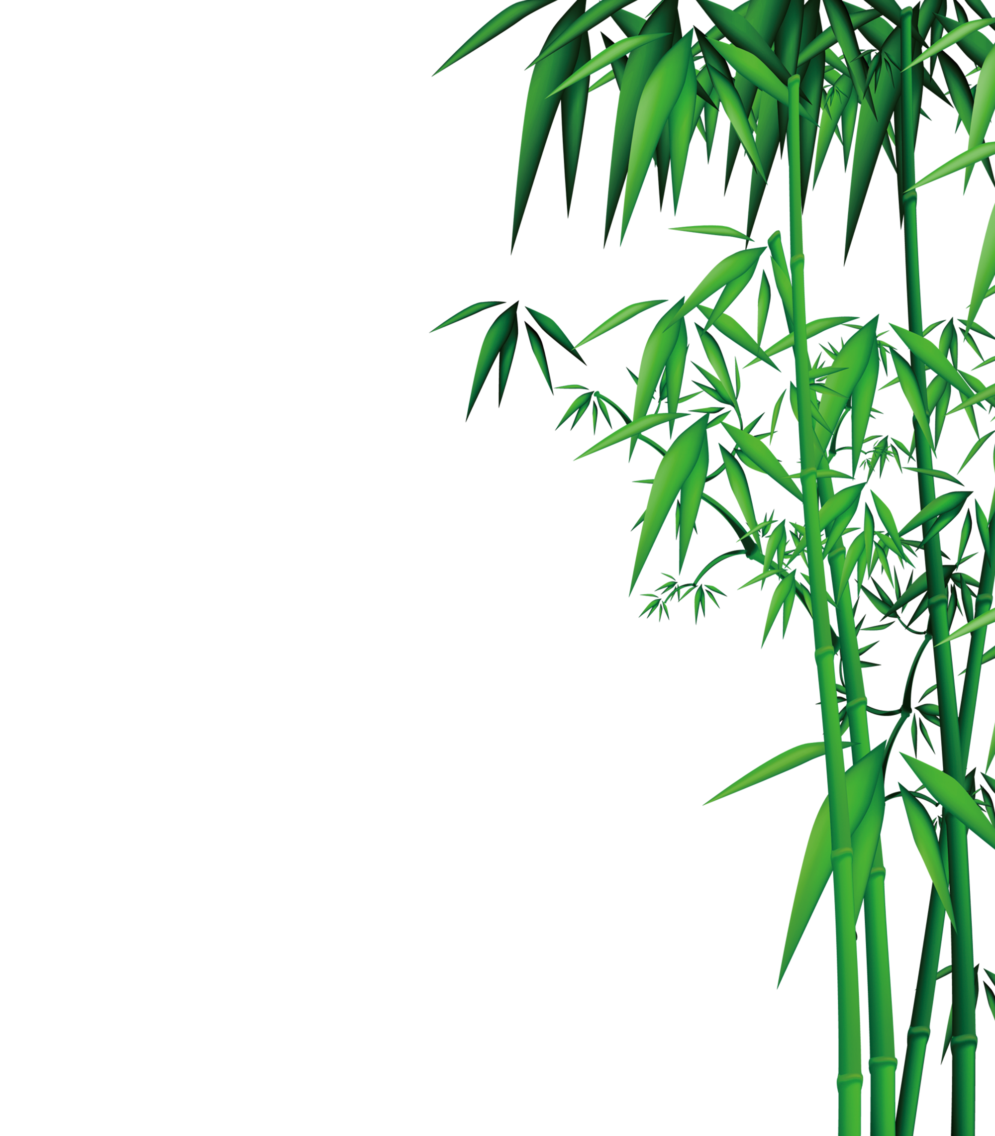 Bamboo Download - Bamboo png download - 2000*2284 - Free Transparent ...