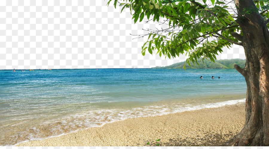 Shore Beach Bay - Bay beach background material png download - 1100*600 - Free Transparent Shore png Download.