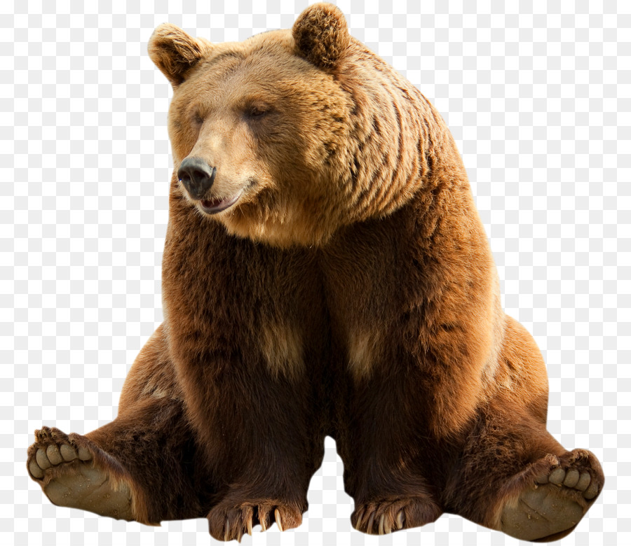 Brown bear Clip art - bear png download - 830*779 - Free Transparent Bear png Download.