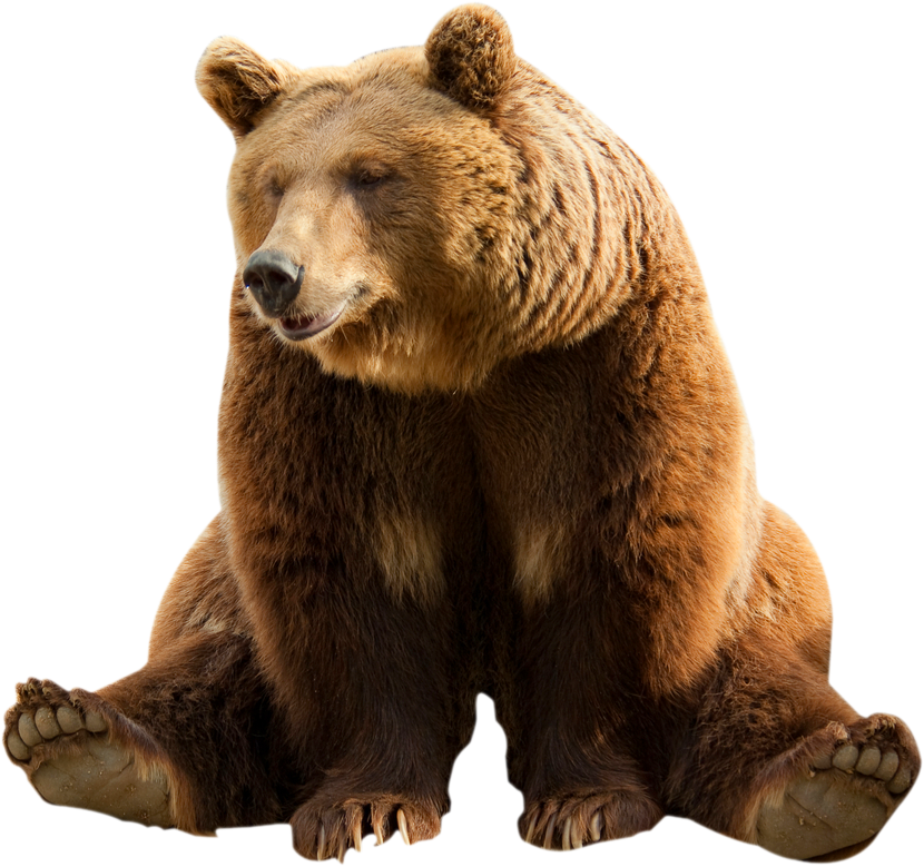 Brown Bear Png Clipart Bear Clipart Png Free Transparent Png Images ...