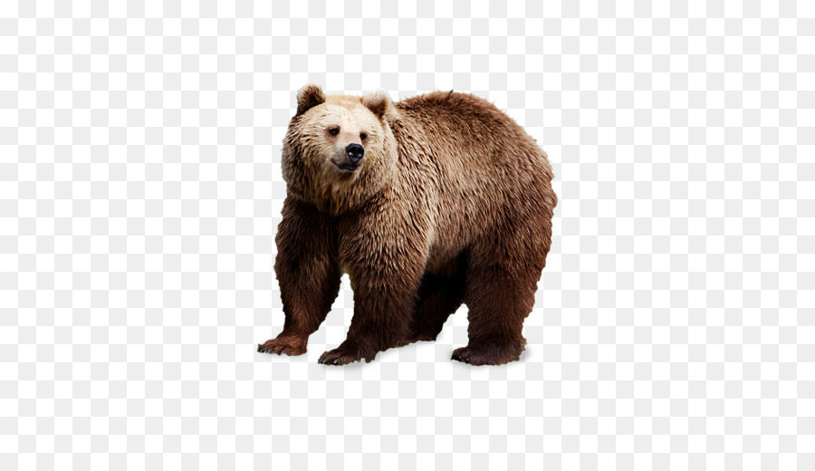 Brown bear Polar bear Clip art - Brown big bear png download - 511*502 - Free Transparent  png Download.