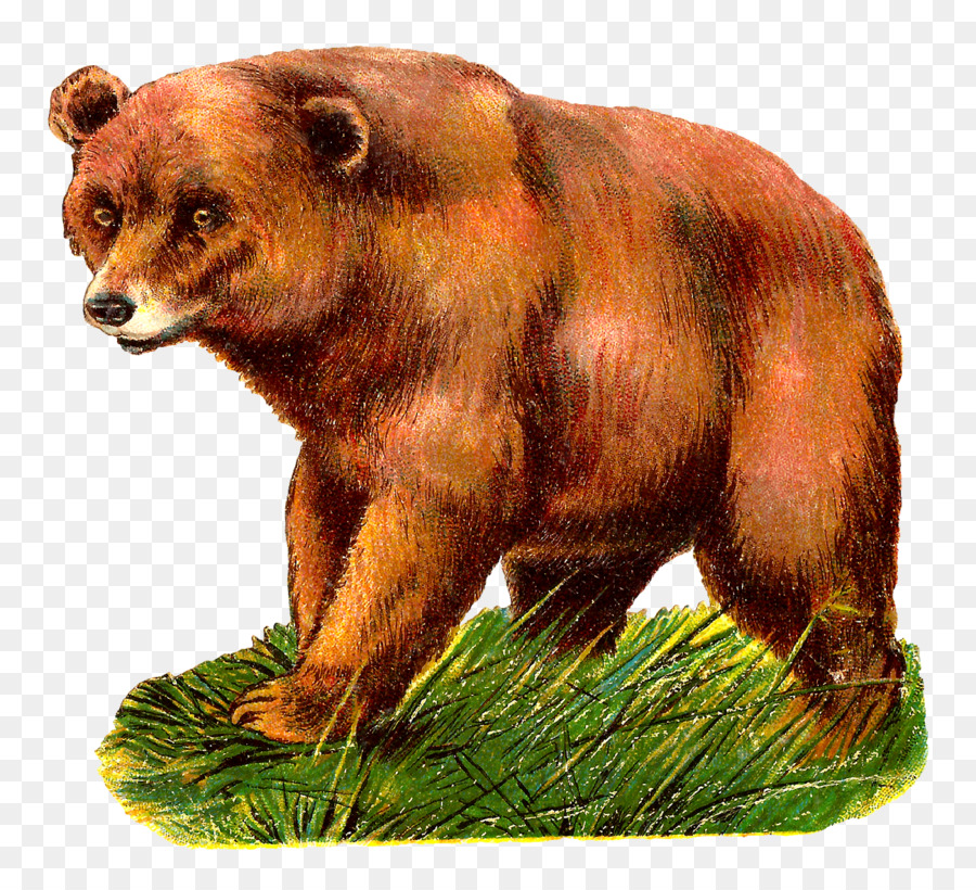 Grizzly bear Alaska Peninsula brown bear Clip art - bear png download - 1600*1444 - Free Transparent Grizzly Bear png Download.