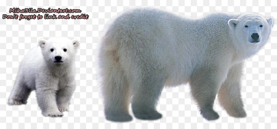Polar bear Clip art - Polar Bear Transparent Background png download - 900*413 - Free Transparent Polar Bear png Download.