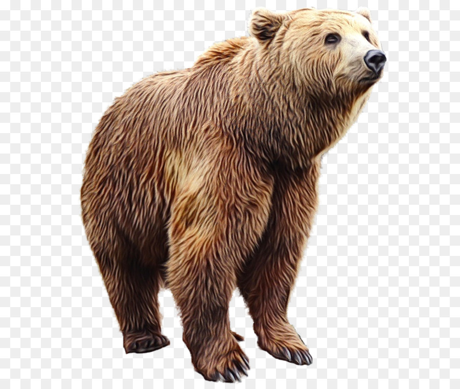 Bear Wax Bar Portable Network Graphics Image Download -  png download - 620*752 - Free Transparent Bear png Download.