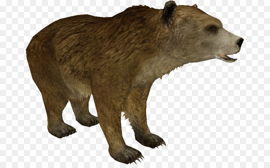 Mexican grizzly bear Alaska Peninsula brown bear Extinction Wildlife - grizzly bear tattoo png download - 730*555 - Free Transparent Grizzly Bear png Download.