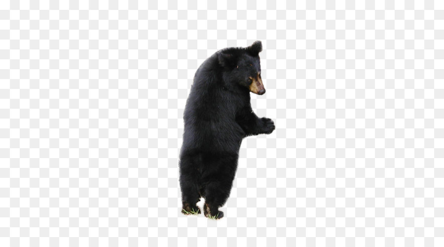 American black bear Polar bear - bear PNG png download - 1440*1080 - Free Transparent Bear png Download.
