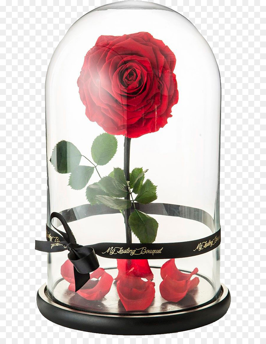 Belle Beast Rose Flower Floral design - rose png download - 664*1144 - Free Transparent Belle png Download.