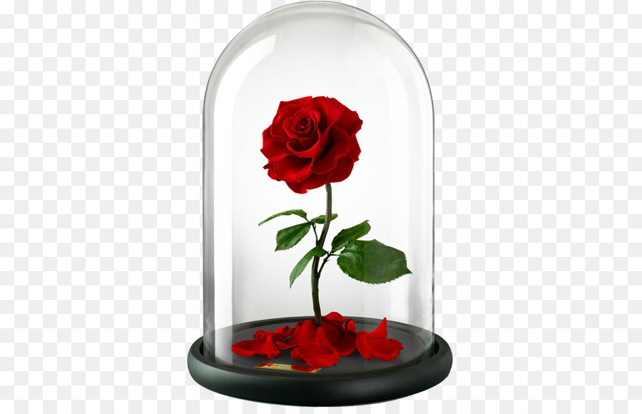 Belle Beast Rose United Kingdom Flower - rose png download - 555*575 - Free Transparent Belle png Download.