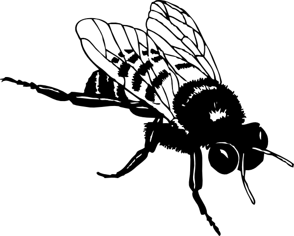 realistic bee clipart black and white
