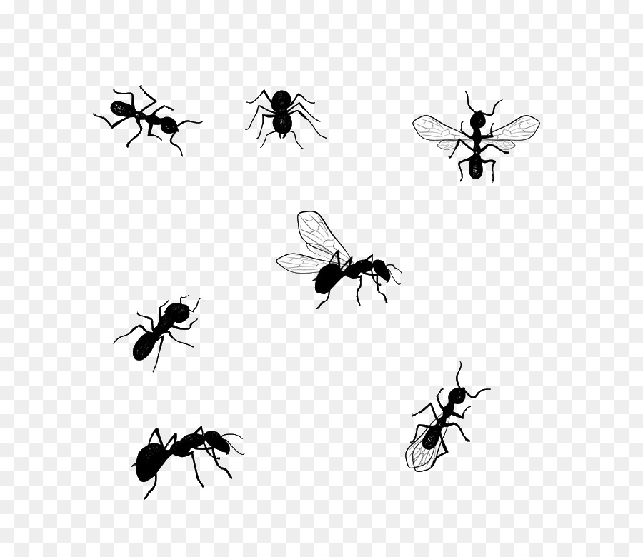 Honey bee Vector graphics Illustration Image Drawing - ant png download - 768*768 - Free Transparent Honey Bee png Download.