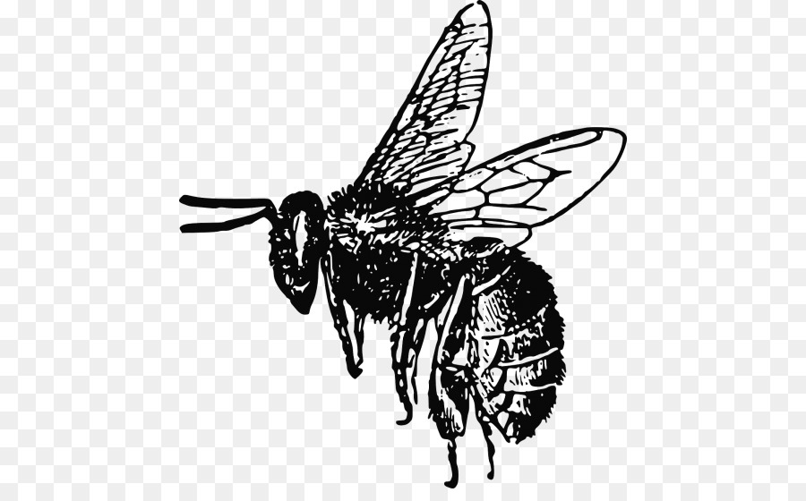 European dark bee Insect Clip art Vector graphics - bee png download - 500*546 - Free Transparent European Dark Bee png Download.